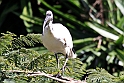 Australsk ibis